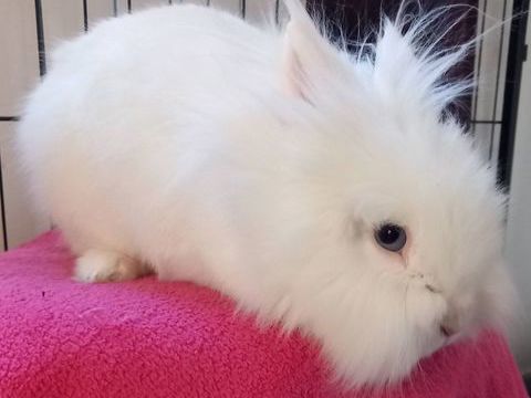 ABYAD 30 07130 Ch�teaubourg