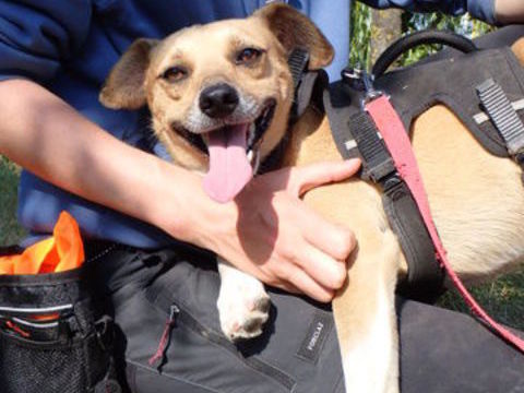 Ducro à l'adoption 300 31000 Toulouse