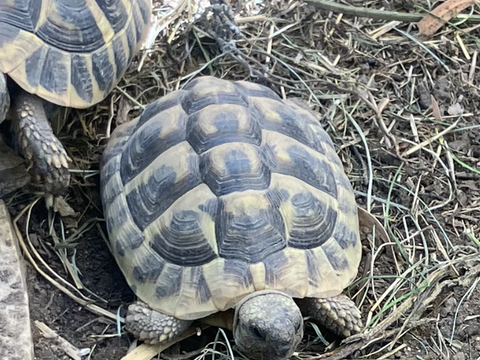 &Agrave; vendre jeunes tortues boettgeri 50 07400 Rochemaure