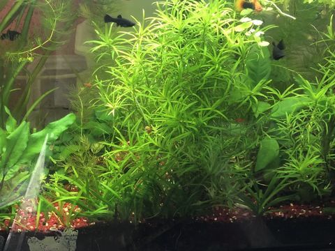 Diverses plantes purifiantes d aquarium 1 57360 Amn�ville