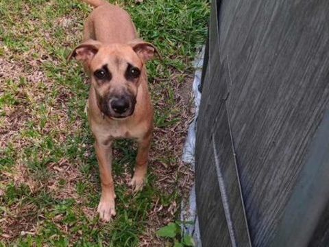 Anuka, femelle berger, née le 15/06/2025 &#128054; 380 49000 Angers