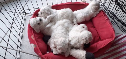 Bichons Fris&eacute;s LOF 1200 85180 Les sables-d'olonne