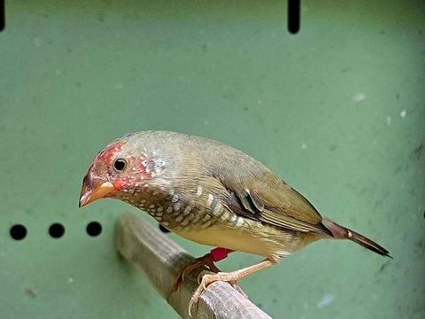 Mâle ruficauda de cette année 35 17000 La rochelle