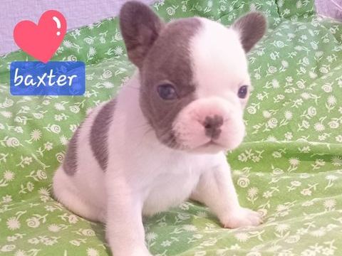 Bouledogue fran&ccedil;ais exotique 1 18370 Beddes