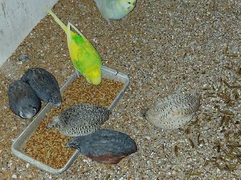 Caille de chine 5 67470 Mothern