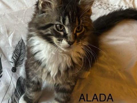 Magnifique chatons Maine Coon  1200 91670 Angerville