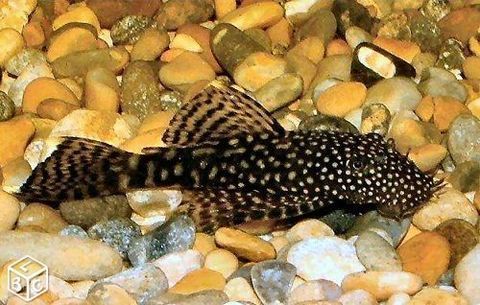 ANCISTRUS (Nettoyeur de vitres) 5 44330 Mouzillon