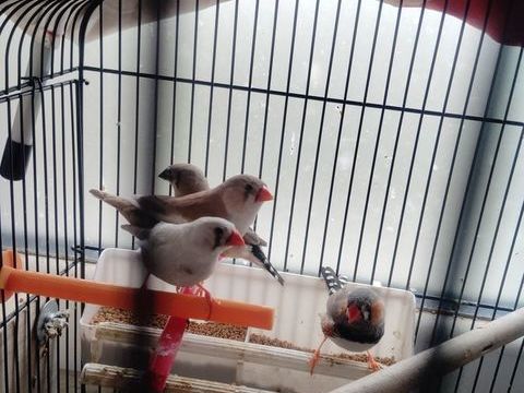 Grande Cage avec pied a roulettes, avec 4 mandarins 120 44100 Nantes