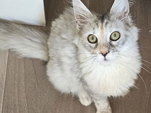 2 femelles Maine Coon Loof, LIVRAISON 750 22250 Éréac