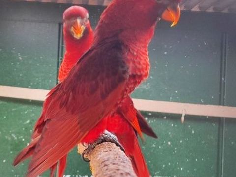 loris cardinal 0 38300 Bourgoin-jallieu