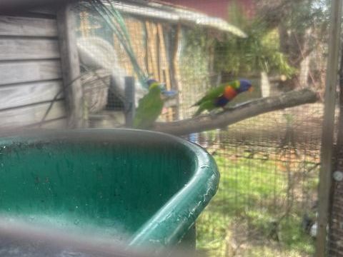 Couple loris 500 33125 Hostens