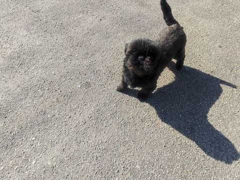 Femelle Shih Tzu . 600 87320 Darnac
