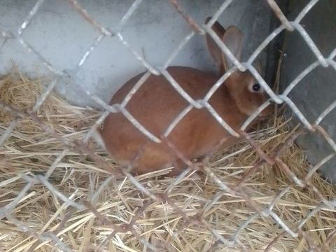 Lapins 20 86100 Ch�tellerault