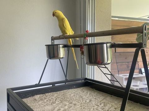 Perruche collier d'Asie 650 31320 Castanet-tolosan