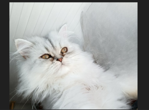 CHATONS PERSANS LOOF 690 44670 La chapelle-glain
