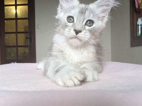 Chatons Maine Coon M&acirc;le et Femelle 1600 71000 Mâcon