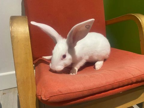 CARSON, adorable lapine &agrave; adopter via l'association UMA 80 44120 Vertou