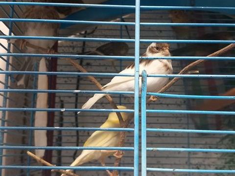 Canaris 15 57560 Saint-quirin