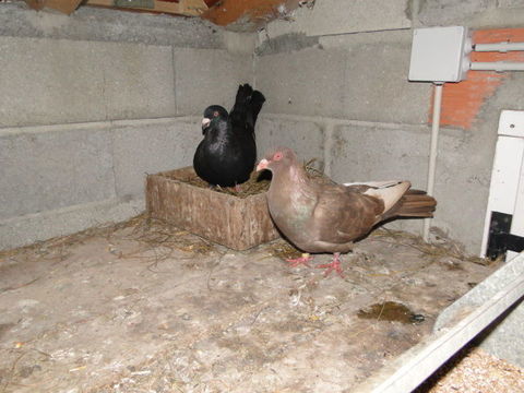 gros pigeons romains 50 24130 Prigonrieux