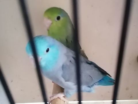 Perruches moineaux  0 62390 Auxi-le-chteau