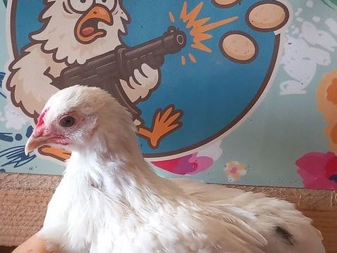 Araucana 10 71360 pinac