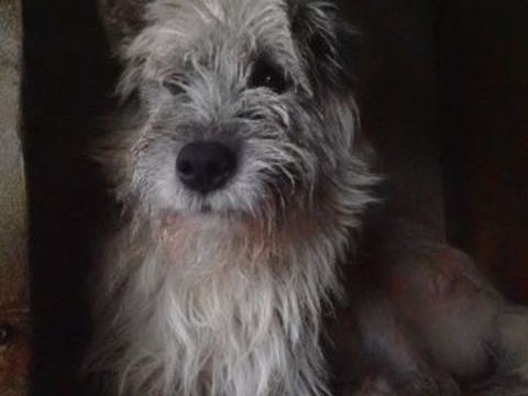 Pollux &agrave; l'adoption 300 72000 Le mans