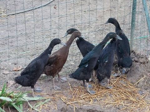 M&acirc;les Coureur indien noir 20 47360 Prayssas