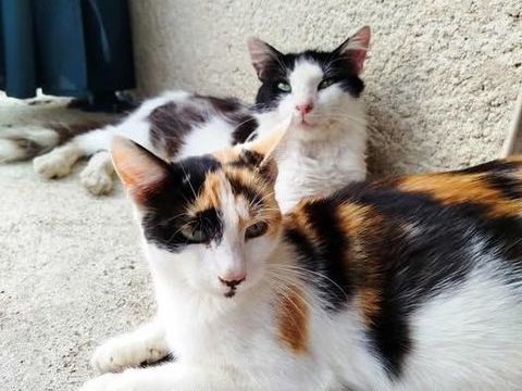 Chat PRALINETTE à l adoption 180 38270 Pact