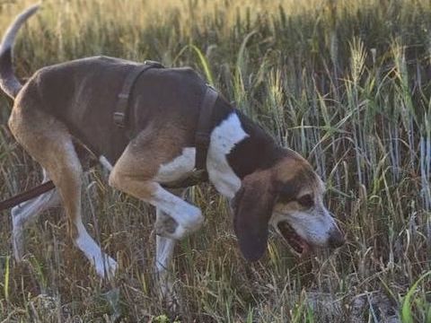 Chien BANE à l adoption 210 30200 Bagnols-sur-cze