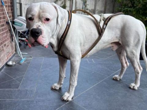 SABA CHERCHE UNE FAMILLE 180 59163 Cond-sur-l'escaut