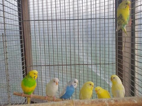 perruches ondul&eacute;es 10 56130 Nivillac