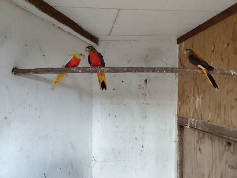 Recherche oiseaux turquoisine male tr&egrave;s rouges 40 46400 Saint-c�r�