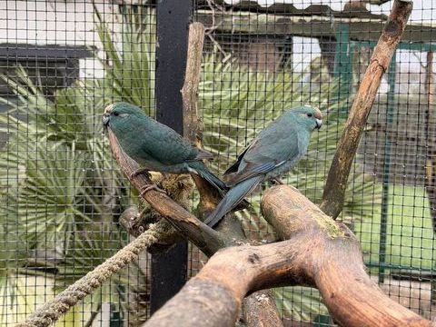 Kakariki bleu 40 56450 Theix-noyalo