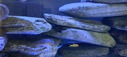 Hypancistrus l236 sw ou sy 40 33610 Can�jan