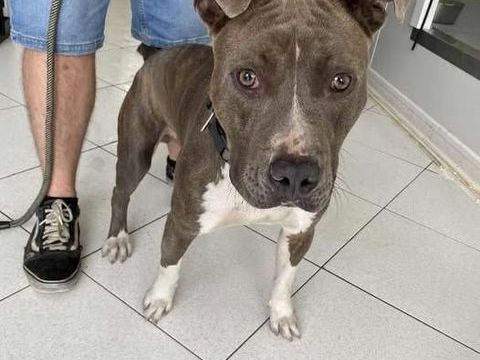 Chien TAXI à l adoption 210 13001 Marseille