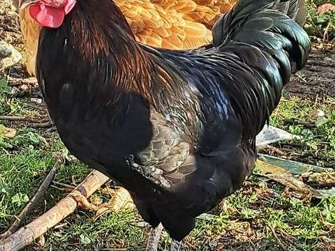  coq de caussade (Aveyron) 15 