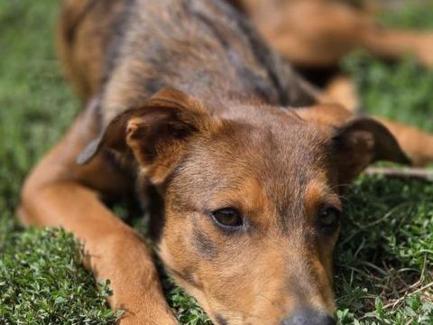 Angelina à l'adoption 320 24470 Milhac-de-nontron