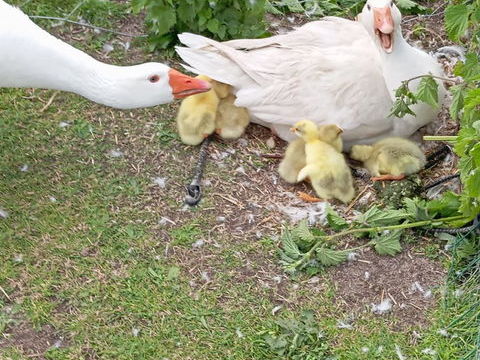 Récupère gratuitement des animaux de la ferme 0 49160 Longu-jumelles