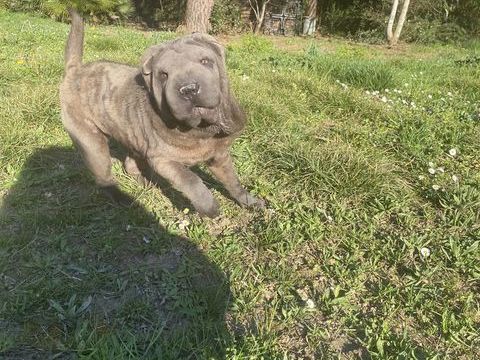 Femelle sharpei de couleur bleu 500 31000 Toulouse