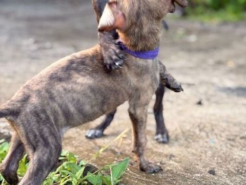 FILOU � M&acirc;le X crois&eacute;,n&eacute; le 21/09/2025 300 69100 Villeurbanne