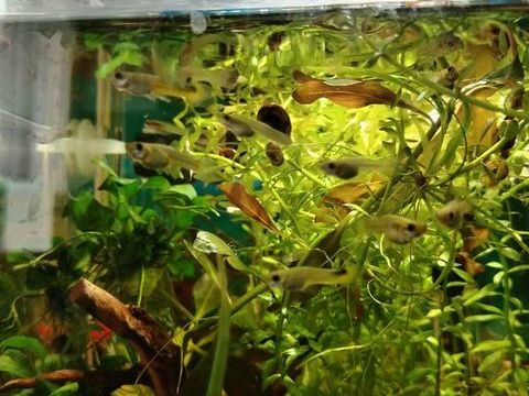 Donne bb femelles guppy hendler
0 91260 Juvisy-sur-orge