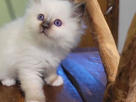 magnifique sacré de birmanie 1350 38390 Porcieu-amblagnieu