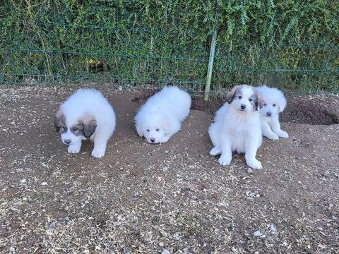 Chiots montagne des Pyr&eacute;n&eacute;es  700 02540 Viels-maisons