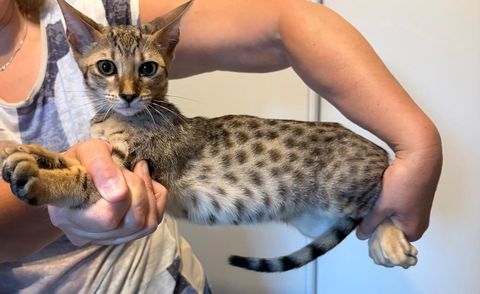 CHATON SAVANNAH LOOF 1300 31190 Mauressac
