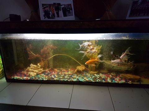 aquarium grande dimension 300 66740 Montesquieu-des-alb�res