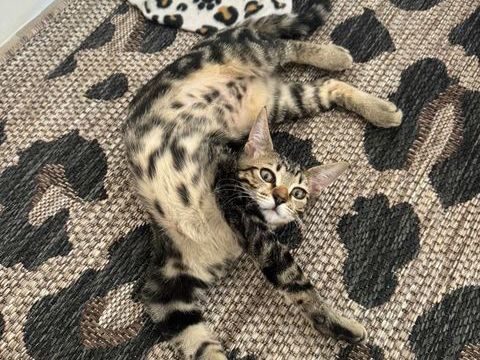 Gumble, 4 mois et demi, cherche ses adoptants 220 95390 Saint-prix