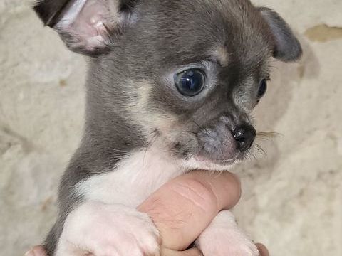 Petit chihuahua disponible 950 85580 Triaize