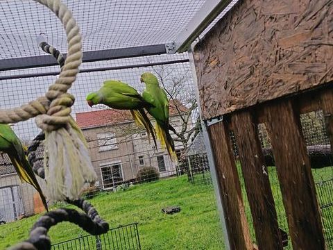 Perruche a collier 65 49300 Cholet