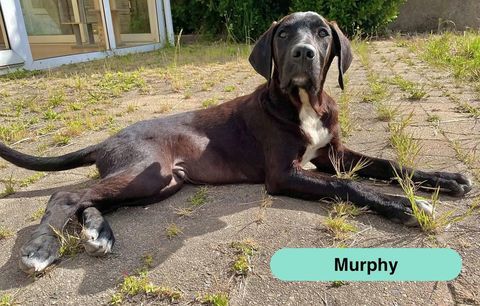 Murphy, crois&eacute; cane corso &agrave; adopter 300 44650 Legé