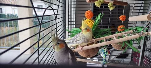 Couple de Calopssites avec cage neuve et accessoires neufs 600 30100 Al�s